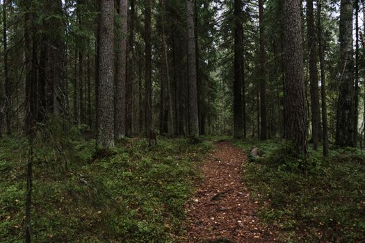 A serene forest path surrounded by towering evergreen trees, ideal for a peaceful walk.