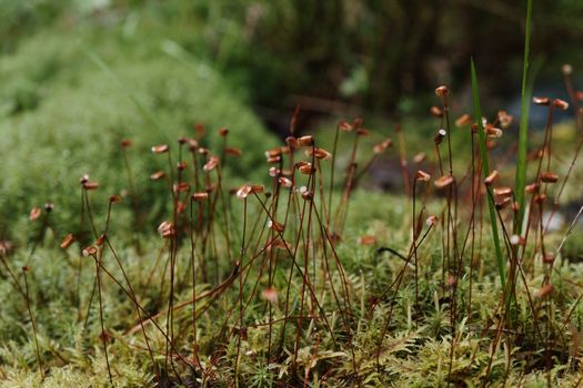 Wild Plants in Forest
