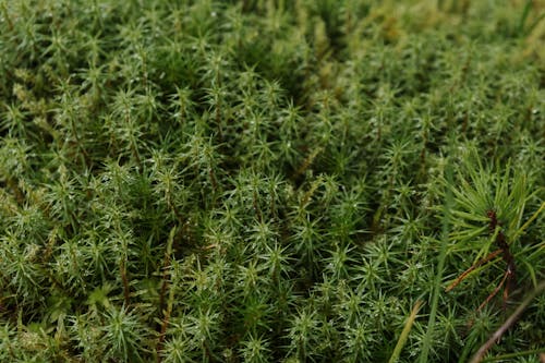 Close Up Shot of Sphagnum Moss