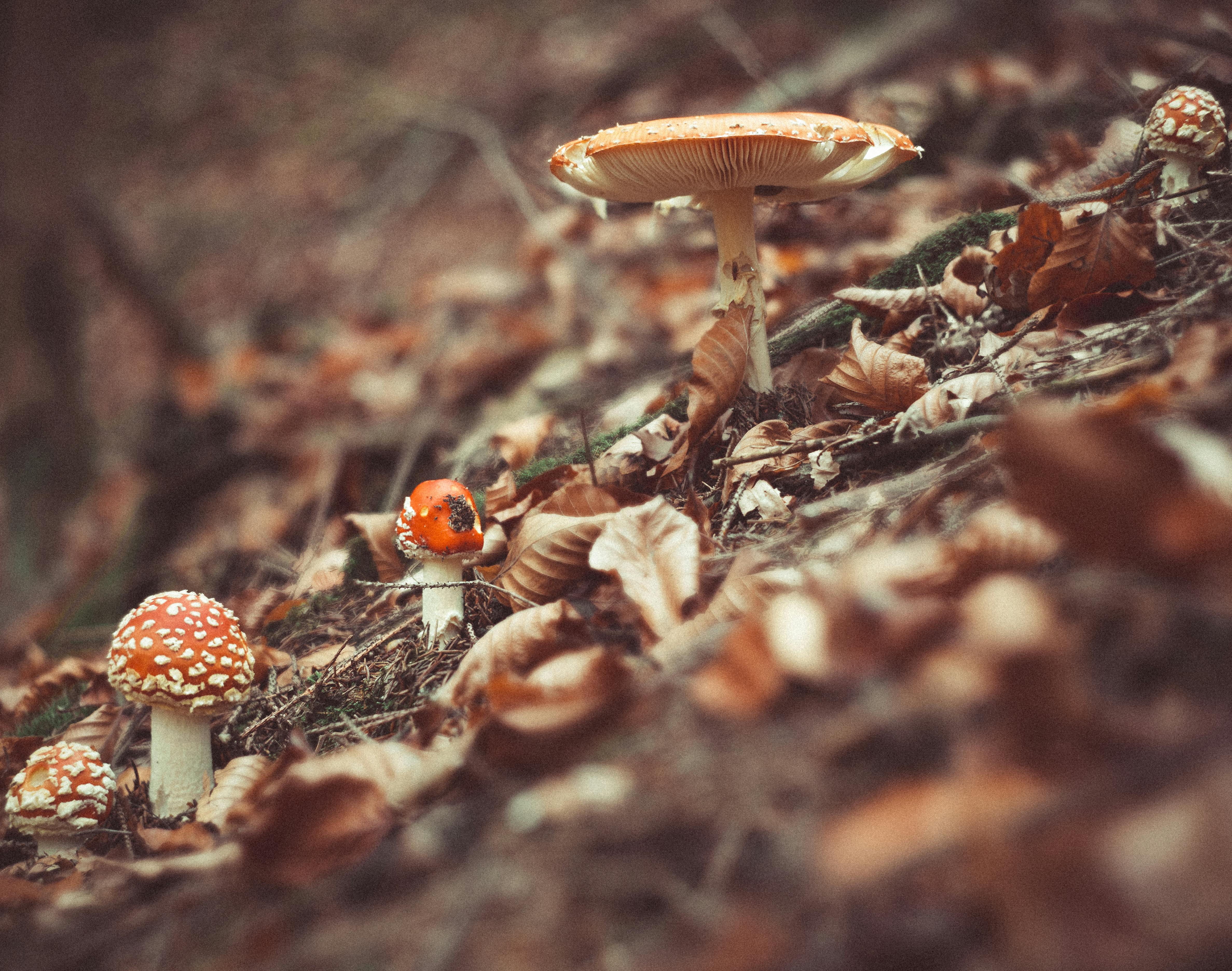 photo of mushrooms near dry leaves