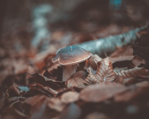 Free Close-up Photo of a Wild Mushroom Surrounded by Dried Leaves Stock Photo