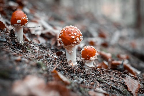 Free Close-up Photo of Fly Agaric Mushrooms Stock Photo