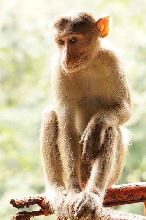 Free stock photo of animal, ape, features Stock Photo