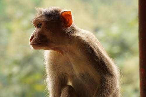 Free Brown Monkey Stock Photo