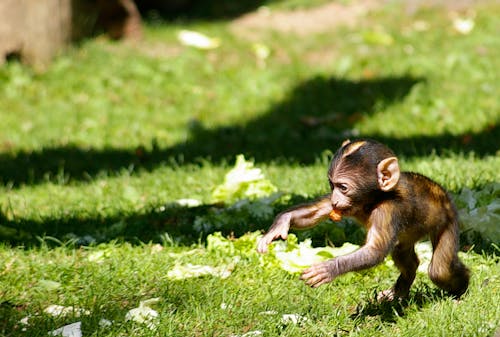 Free Close-Up Photo of a Baby Monkey on Green Grass Stock Photo