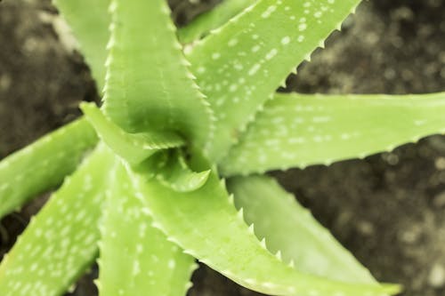 Ilmainen kuvapankkikuva tunnisteilla Aloe vera, Aromaterapia, hoito
