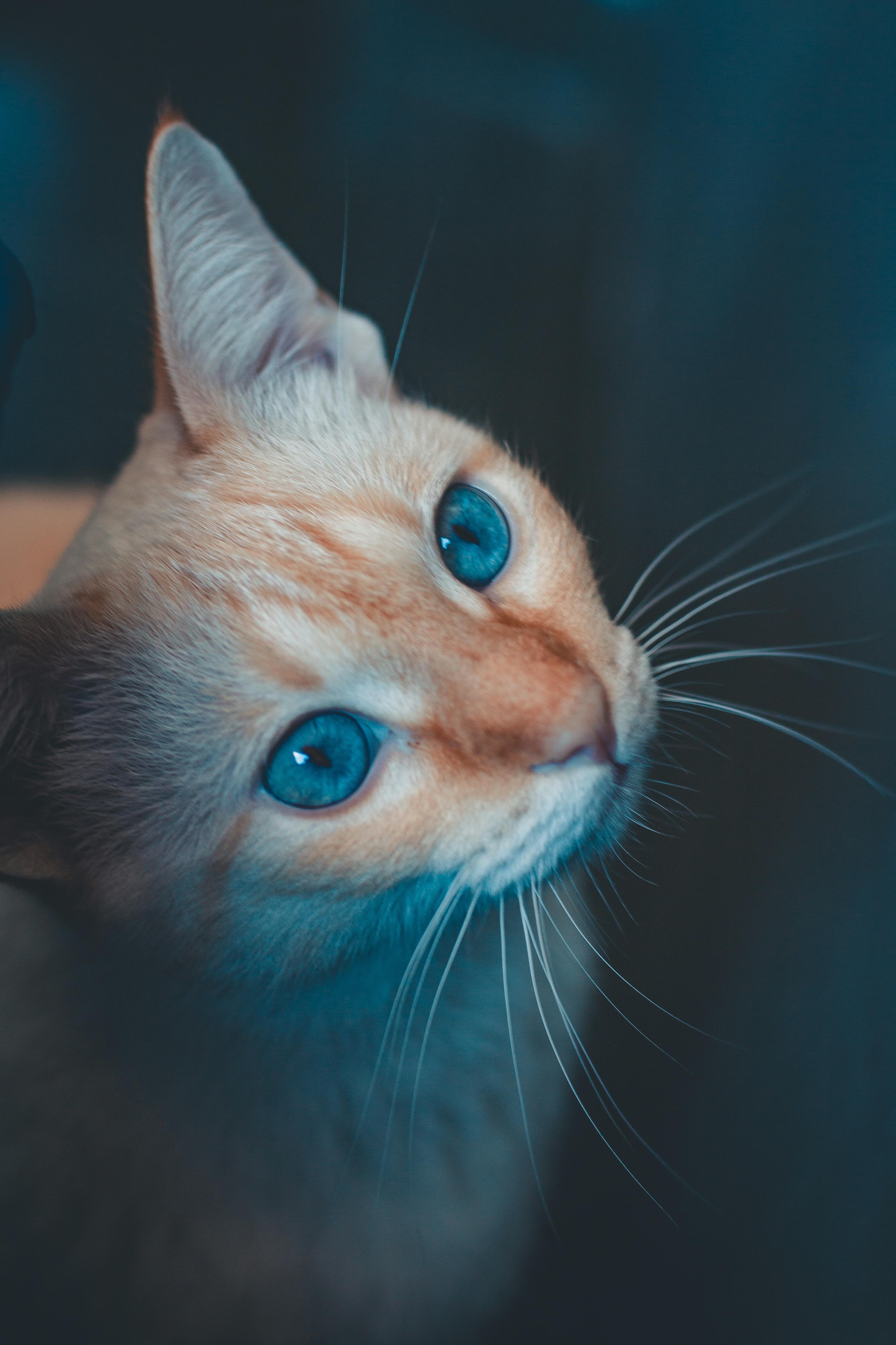 little kitten sitting curious  Cat profile, Cat aesthetic, Cat