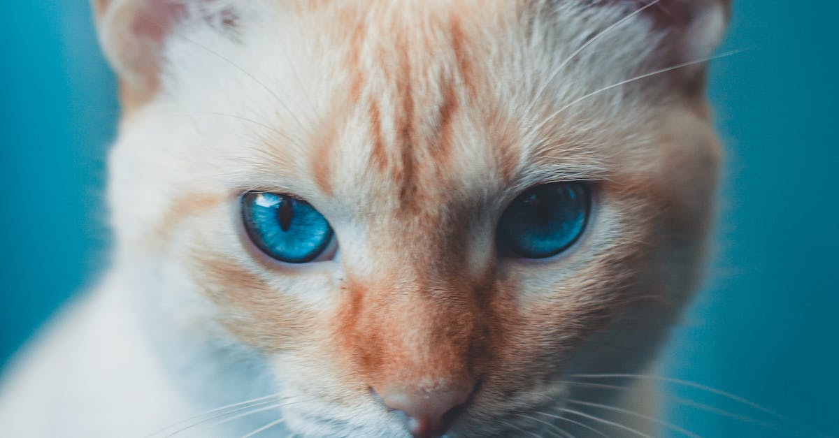 How to diagnose ear mites in cats