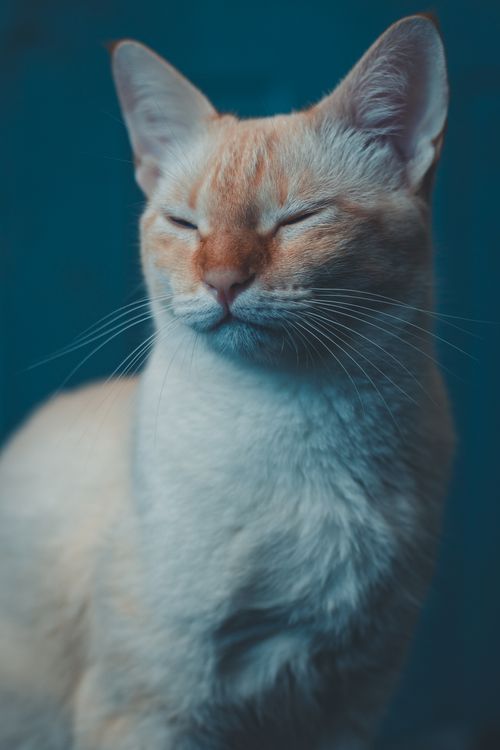 Free Adorable sleepy cat with red fur and tabby muzzle with long whiskers and white spot on chest on blurred background Stock Photo