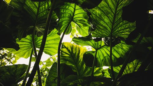 Plantes à Feuilles Vertes