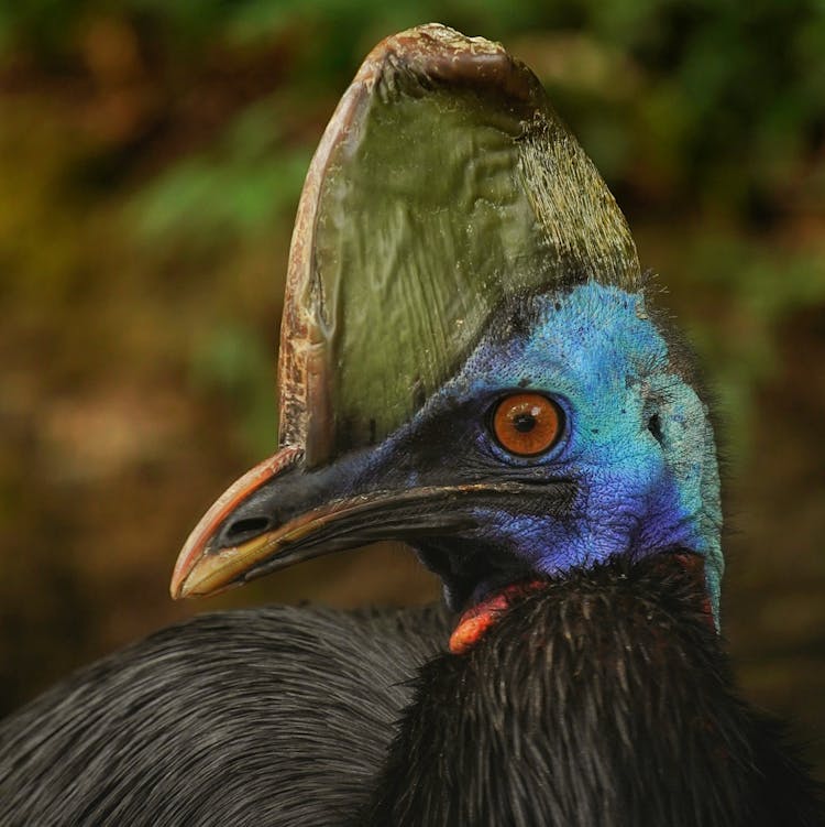 Close-Up Of A Cassowary 