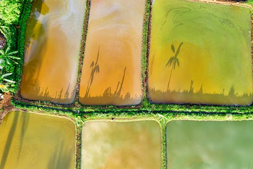 Drone view of colorful rice fields with shadow of exotic trees on surface located near green plants in rural terrain
