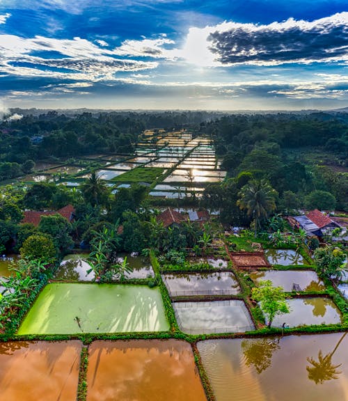 Rice plantations with green plants