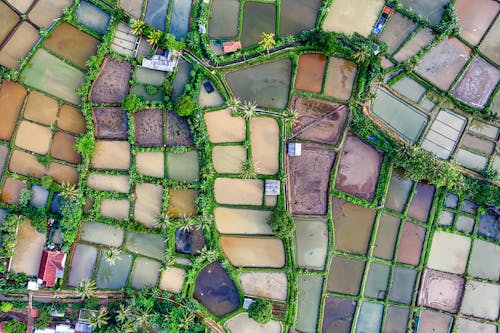 Drone view abundance of agricultural colorful rice fields with green plants located near residential buildings in rural area in summer time