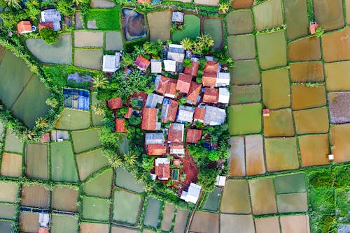 Drone view of small village with colorful residential buildings located among abundance of rice plantations in suburb area in countryside