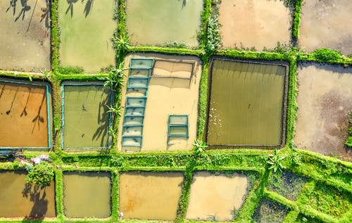 Plantations with rice and green plants