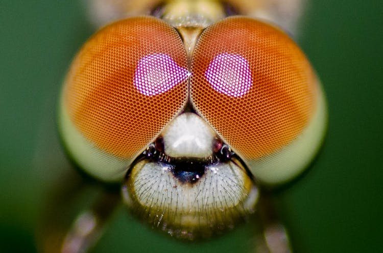 A Macro Shot Of Dragonfly Eyes