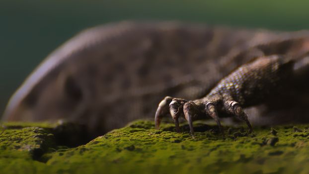 A Close-Up Shot of a Komodo Dragons Claws