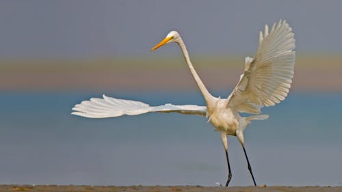 Witte Vogel Vliegt Over Waterlichaam