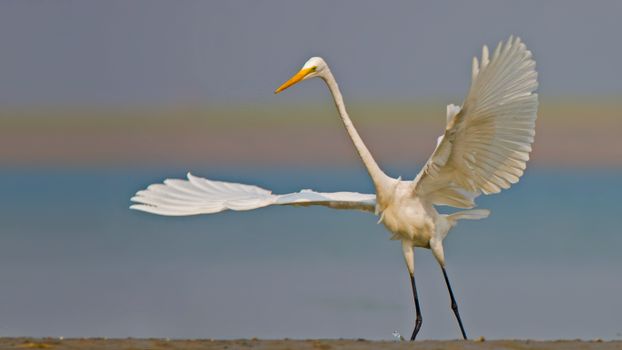 Captivating image of a Great Egret with wings spread wide by the water's edge.