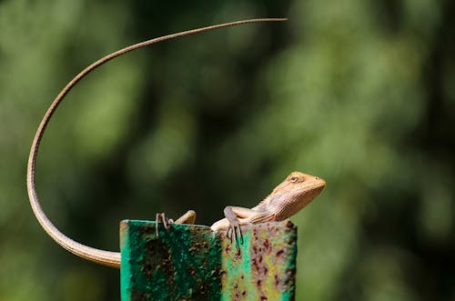 Kırmızı Metal çit üzerinde Kahverengi Kertenkele