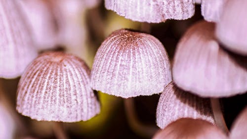 Free Macro Photography of a Wild Mushroom  Stock Photo