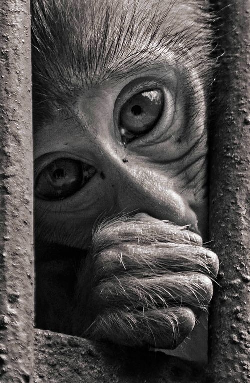 Free Monochrome close-up of a monkey expressing deep emotion. Stock Photo