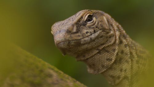 Free Close Up Photo of Monitor Lizards  Stock Photo