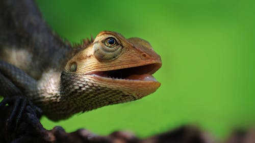 Free Macro Photography of Lizard Stock Photo