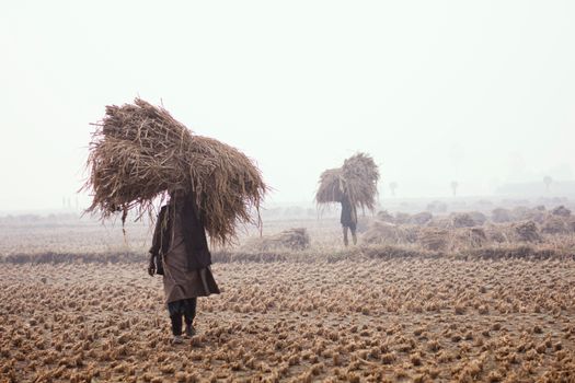 Rural farmers carrying haystacks in a fog-covered field.