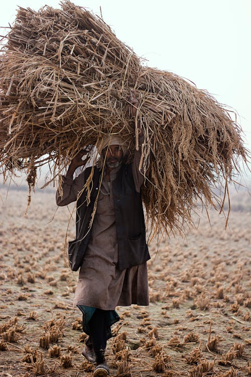 Farmer Carrying Haystack