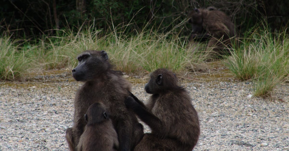Free stock photo of baboon, baby, mommy
