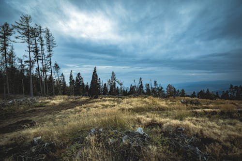 Groene Doorbladerde Bomen