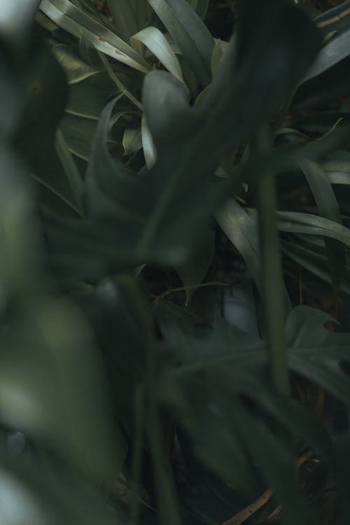 Free Monstera plants with green foliage on stems growing together in garden in daylight Stock Photo