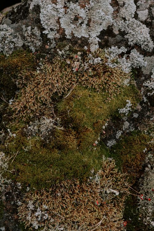 Free Close-up view of various mosses and lichens on a rocky surface, showcasing natural textures and colors. Stock Photo