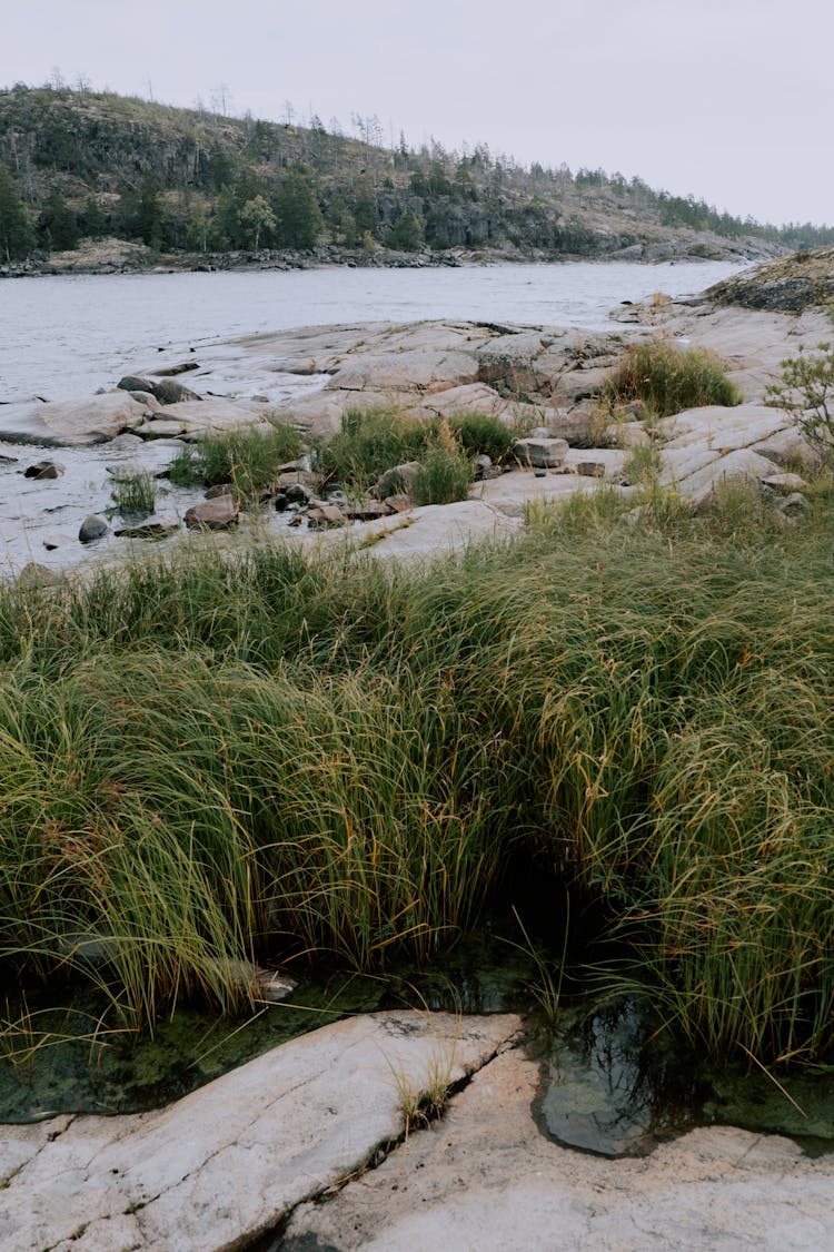 Green Grass And Rocks Near River