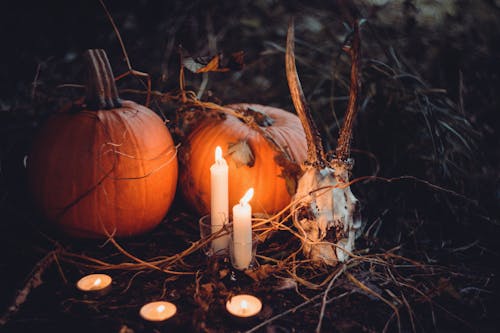 White Animal Skull Beside Pumpkin and Lighted Candle \