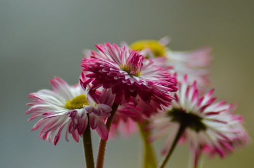 Flor Morada Y Blanca En Tiro Macro