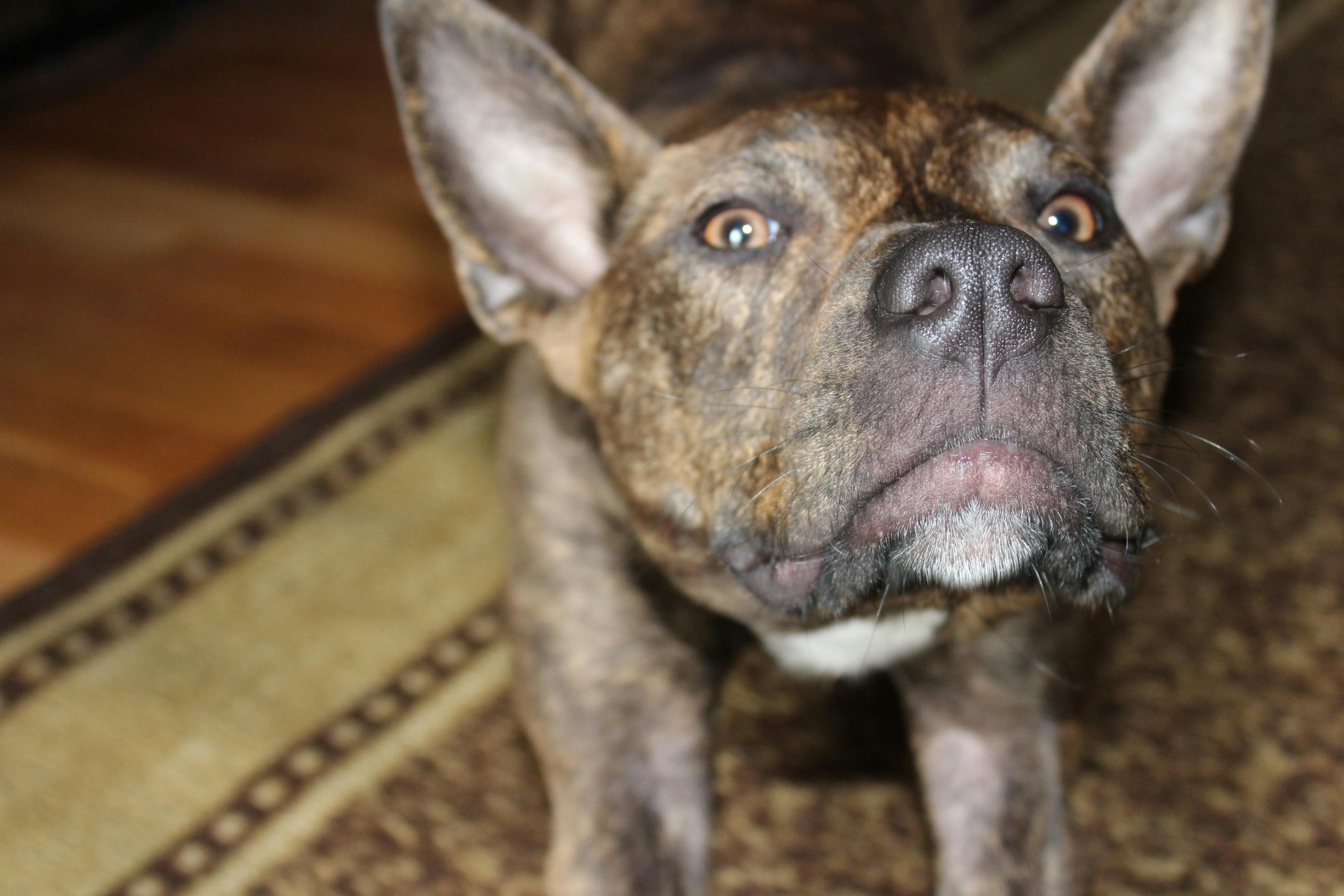 Foto Stok Gratis Tentang Anjing Penyelamat Anjing Pitbull Anjing