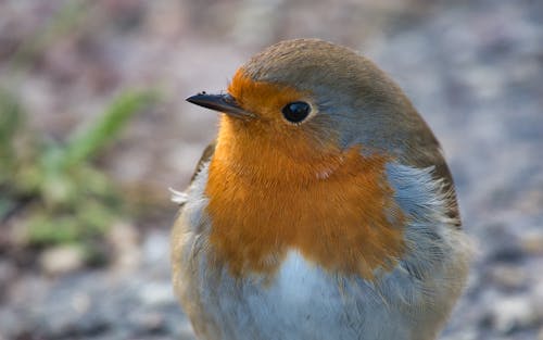 Free stock photo of close-up, orange bird, robin