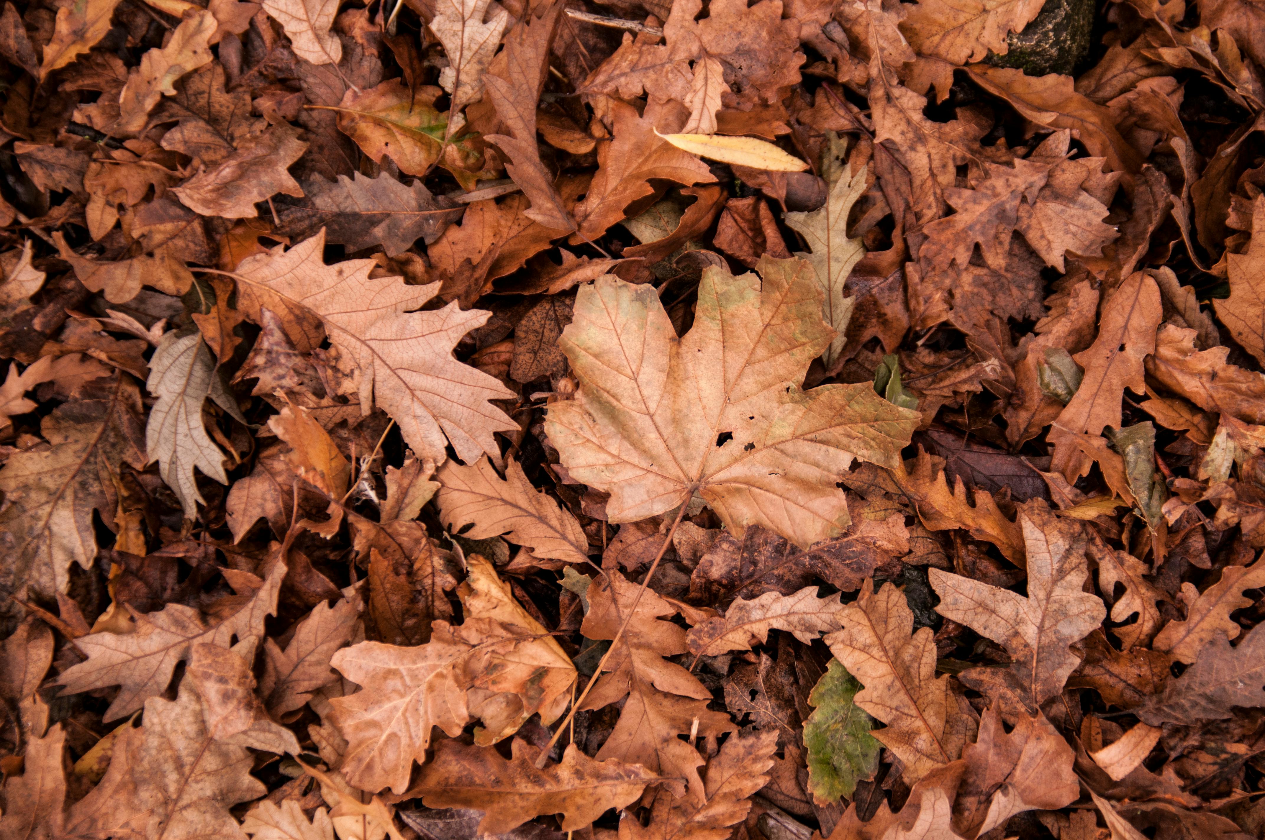 Dried Leaves · Free Stock Photo