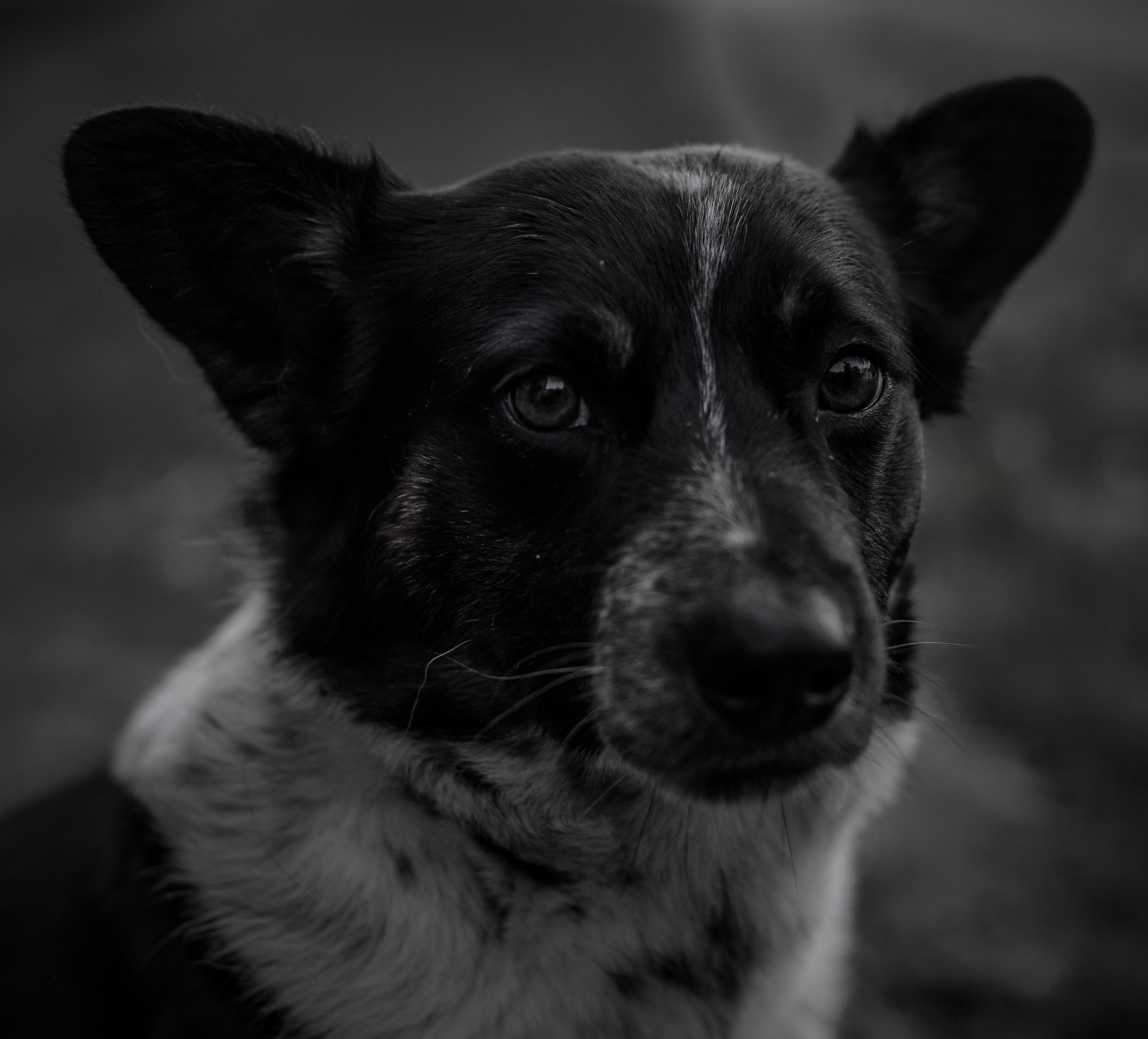 Close-up black and white portrait of a dog outdoors in Cazuza Ferreira, Brazil.
