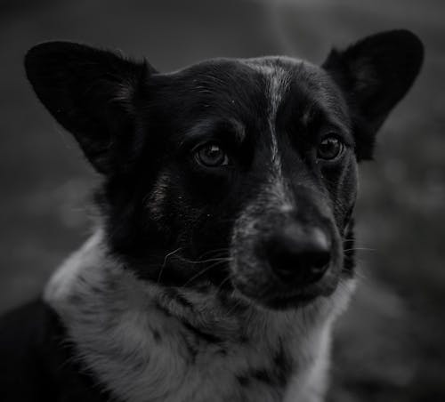 Close-Up of a Dog