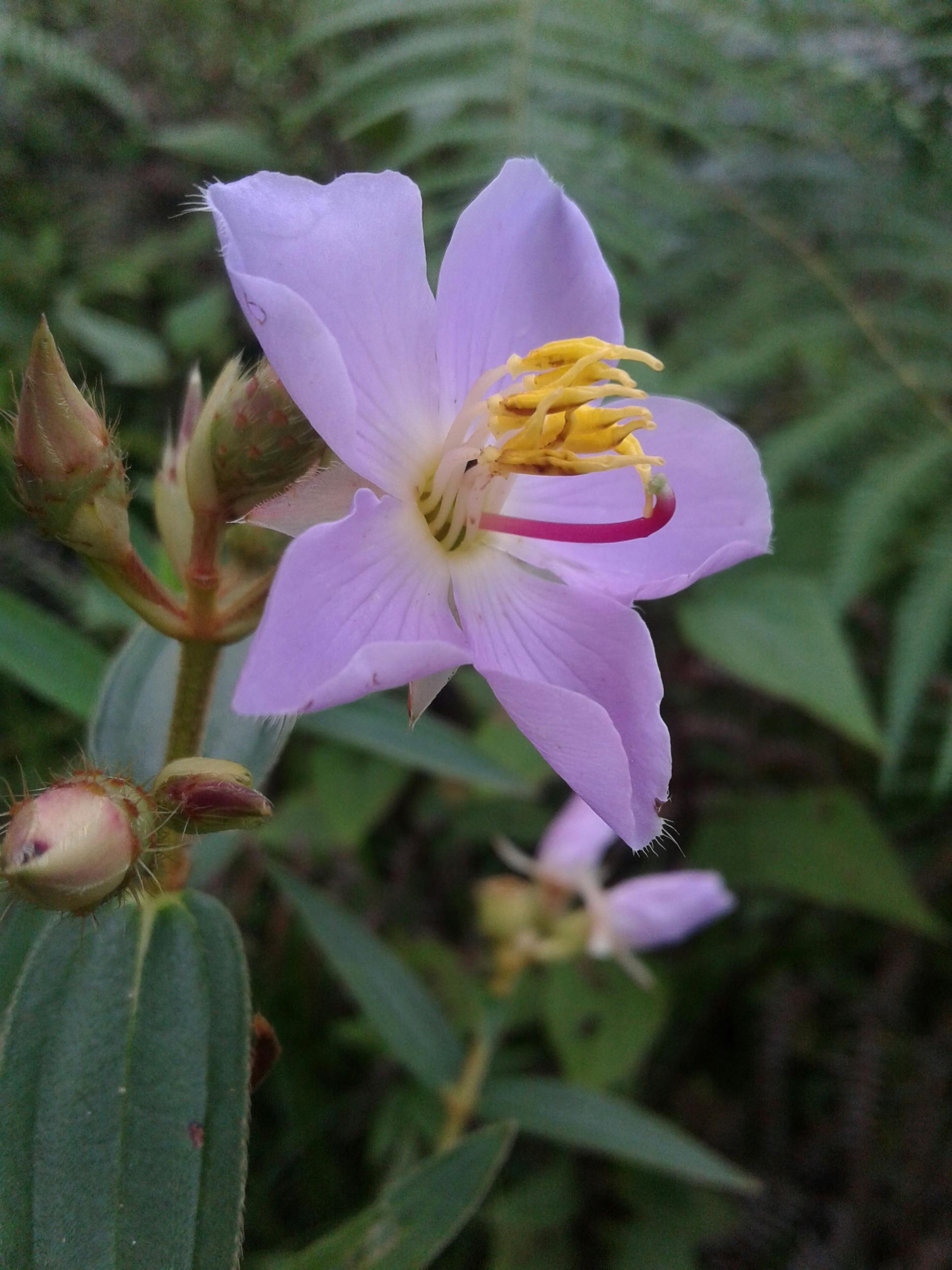 Free stock photo of flower, nepal, royalgcorps