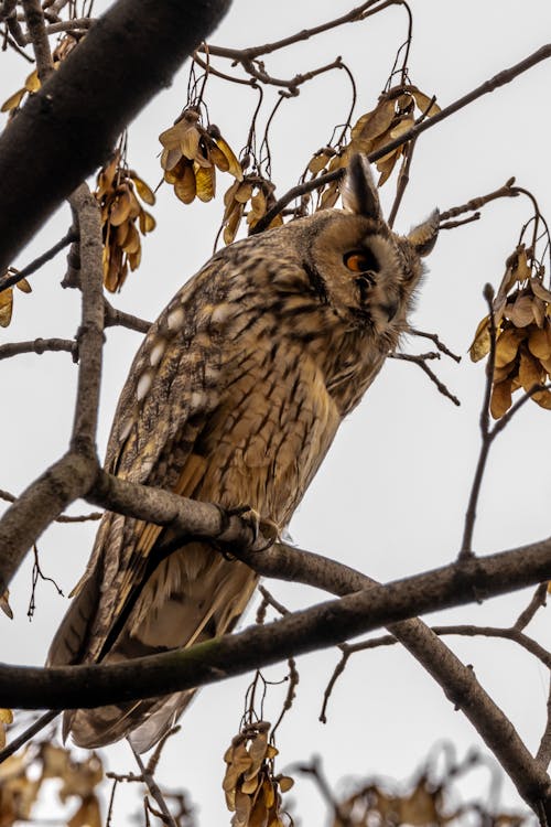 Owl Perched on Tree Branch