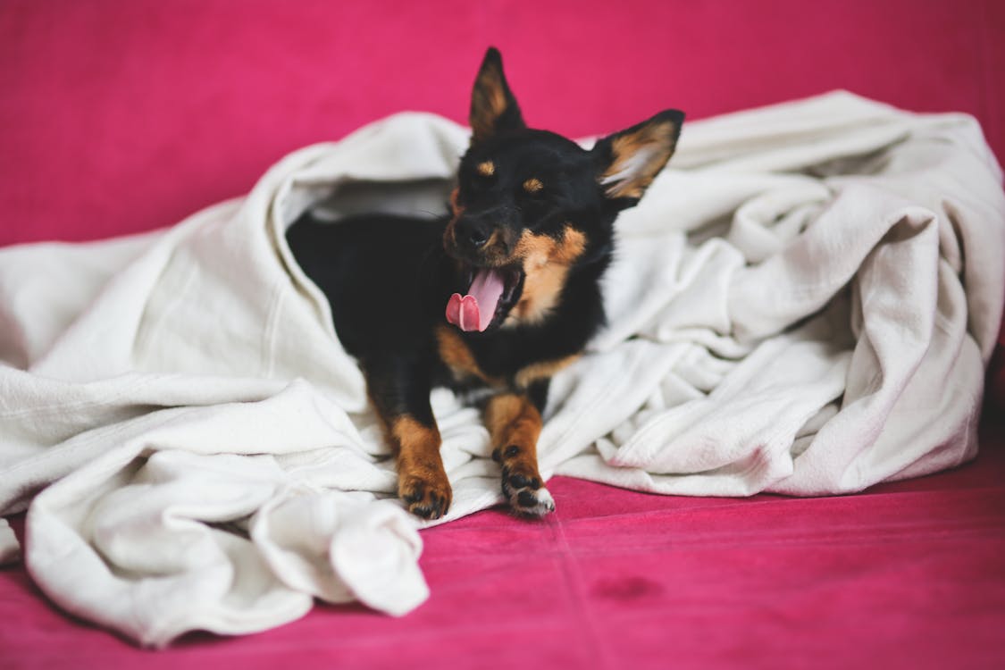 Yawning dog under a blanket · Free Stock Photo