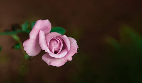 Close-Up of a Pink Rose