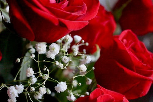 Бесплатное стоковое фото с белые цветы, ботаника, букет