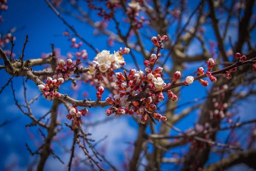 Безкоштовне стокове фото на тему «весна, гілки, дерево» стокове фото
