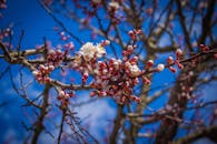 晴空下樱花的特写镜头充满活力，捕捉到了春天的精髓